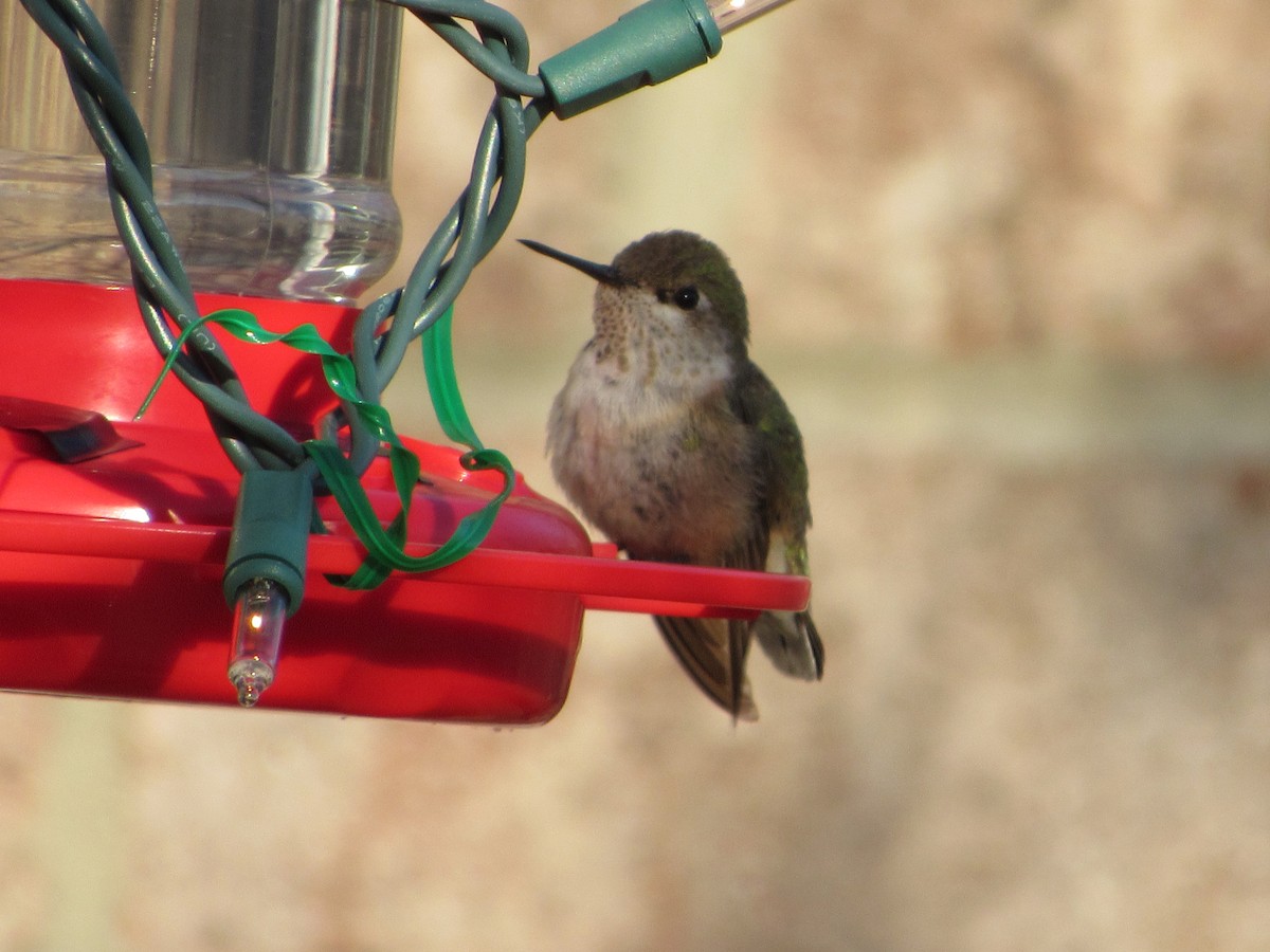Calliope Hummingbird - ML79661931