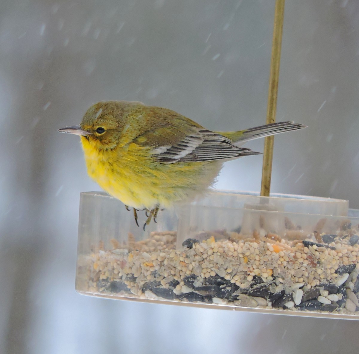 Pine Warbler - ML79662481