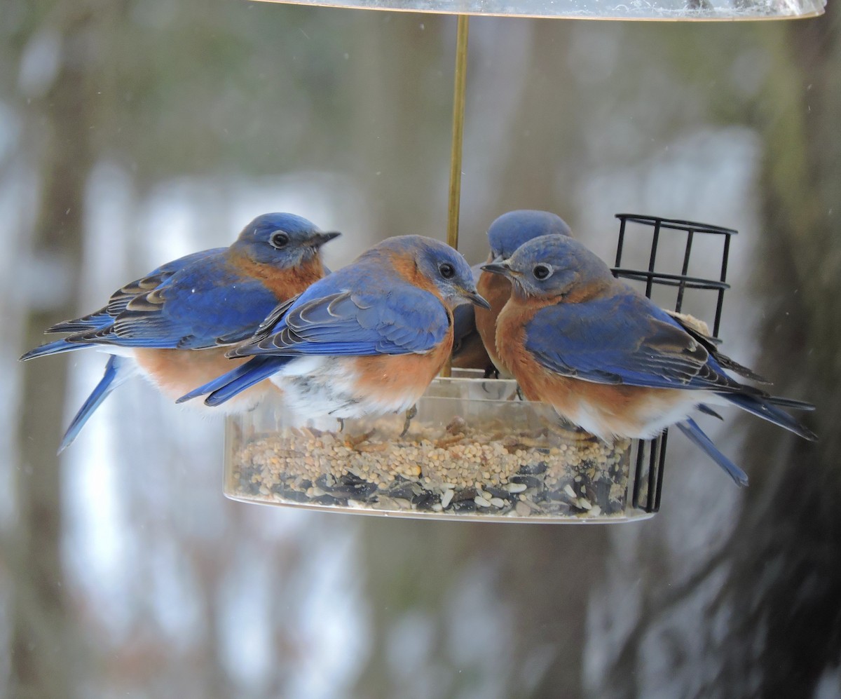 Eastern Bluebird - ML79662991