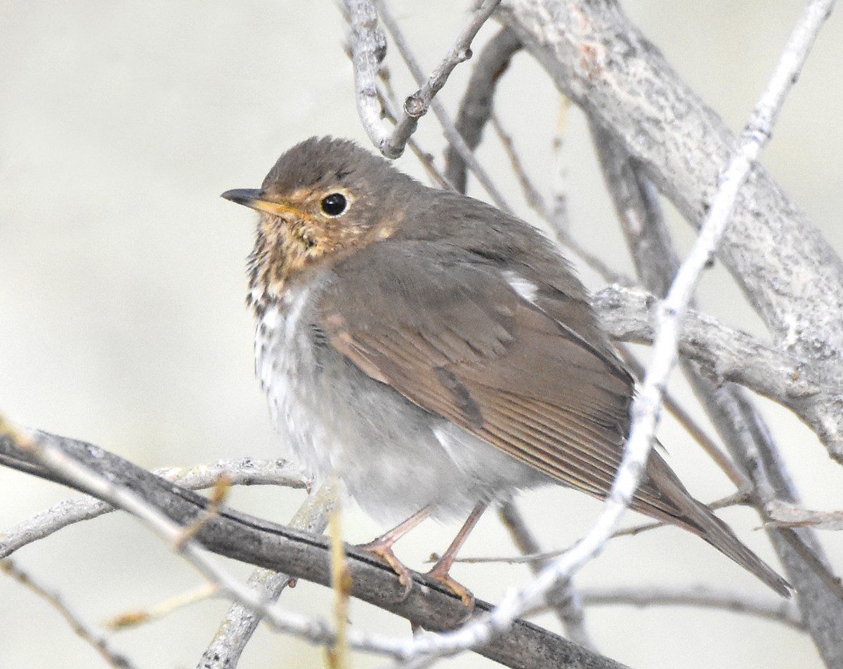 Swainson's Thrush (Olive-backed) - Steven Mlodinow