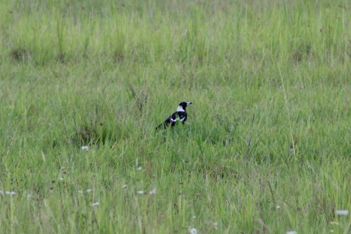 Australian Magpie (Black-backed) - Leonie Beaulieu