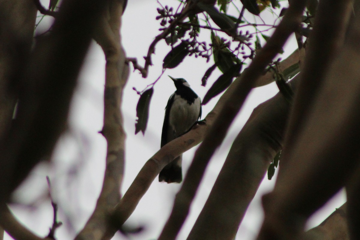 Magpie-lark - Leonie Beaulieu