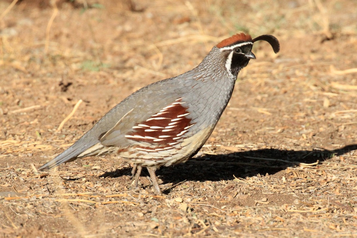 Gambel's Quail - ML79669261