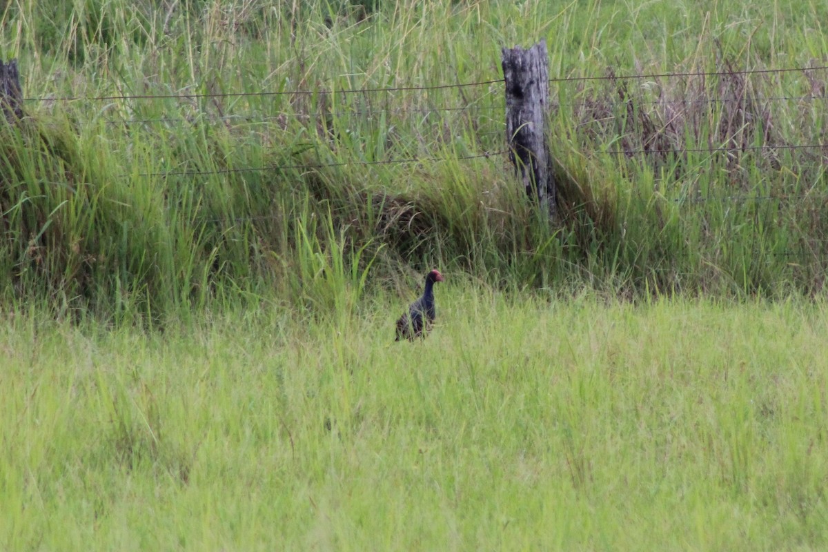 Australasian Swamphen - ML79669371