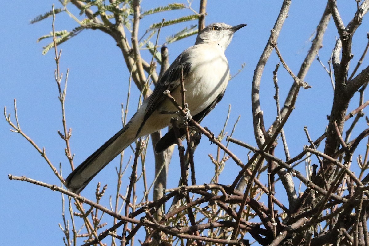 Northern Mockingbird - ML79672201