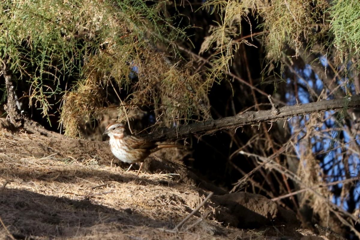 Song Sparrow - Lindsay Story