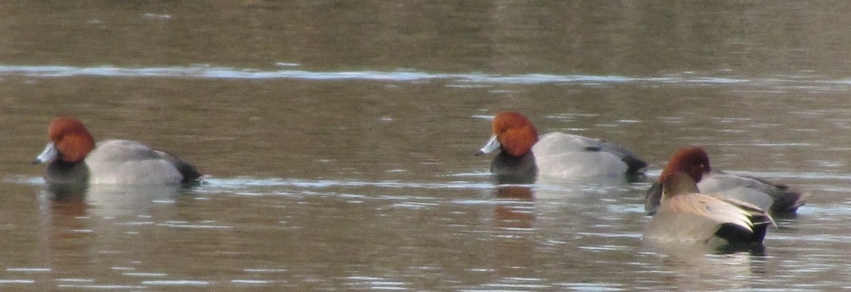 Redhead - ML79672561