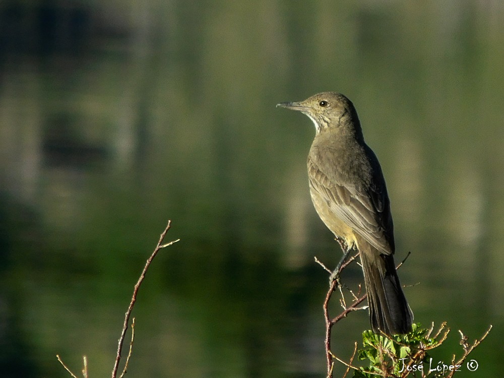 Black-billed Shrike-Tyrant - ML79673351