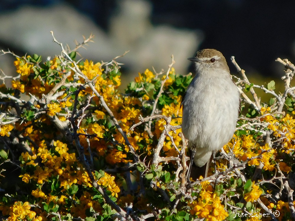 White-browed Ground-Tyrant - ML79673581