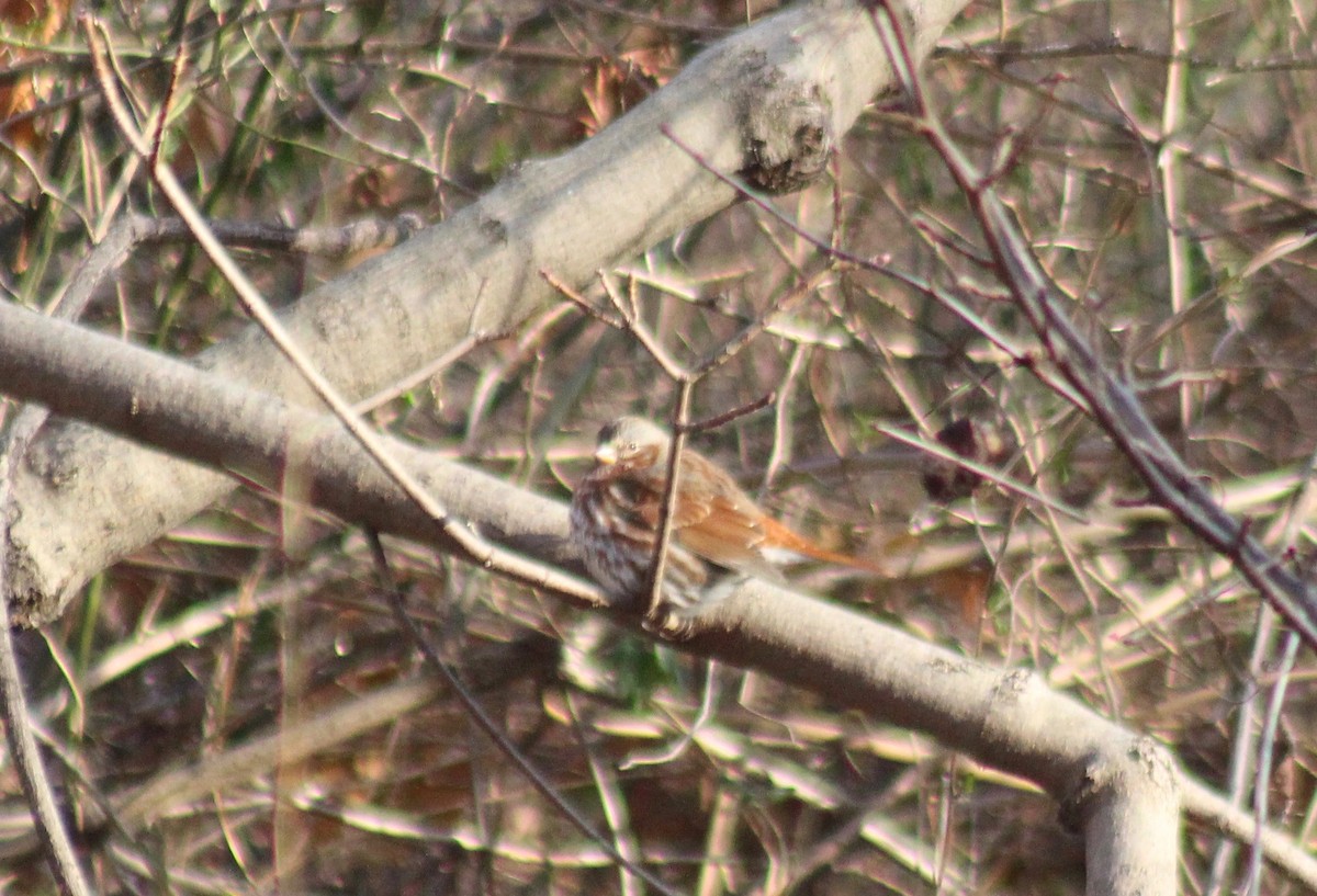 Fox Sparrow - ML79675071