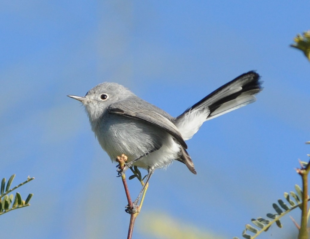 Gobemoucheron gris-bleu - ML79675891