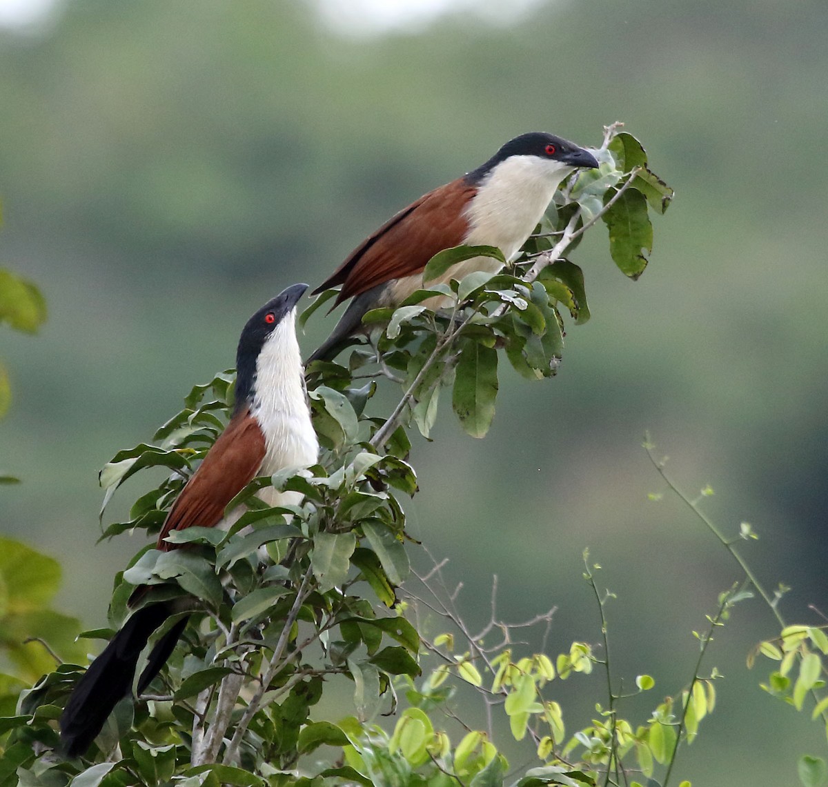 Senegal Coucal - ML79676561