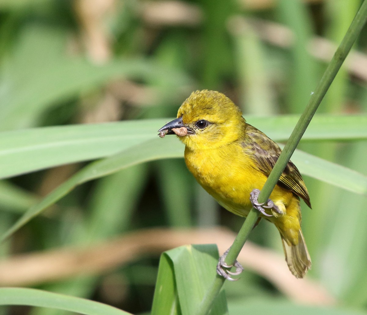 Slender-billed Weaver - Myles McNally