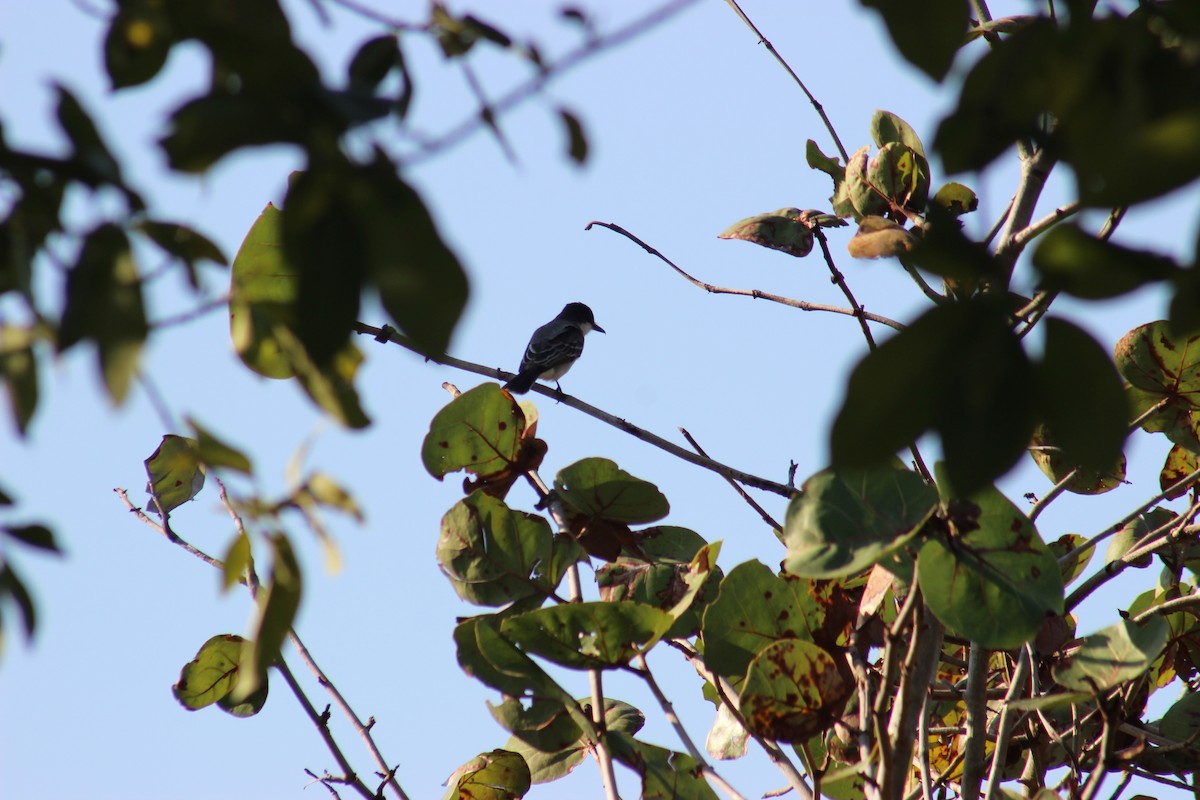 Loggerhead Kingbird - ML79679681