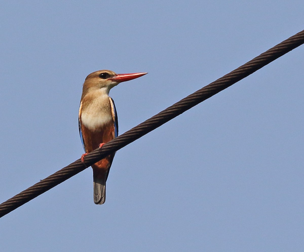 Gray-headed Kingfisher - ML79683641