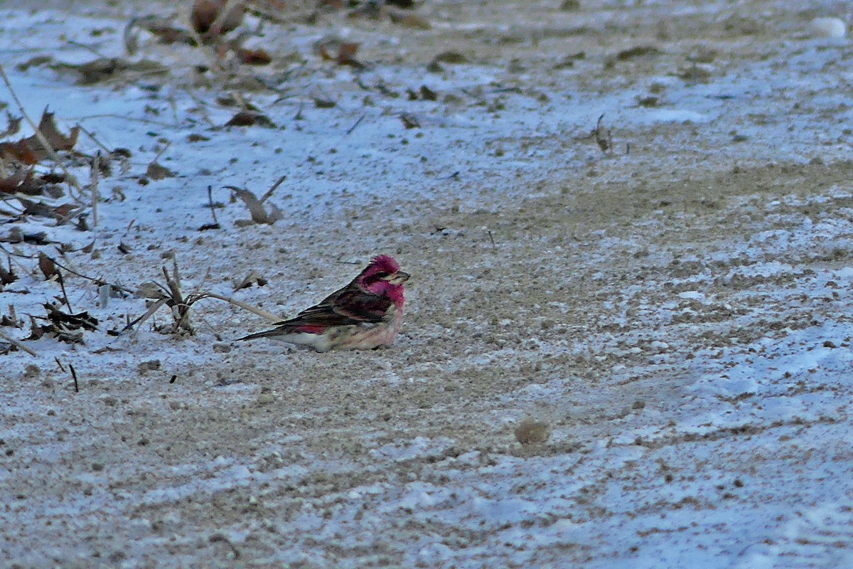 Purple Finch - André Cloutier