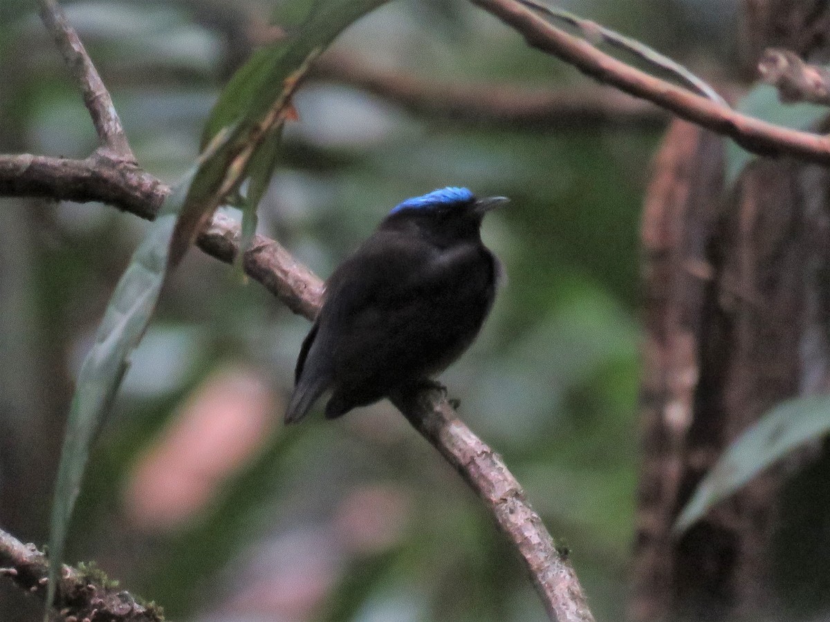 Blue-capped Manakin - ML79684021