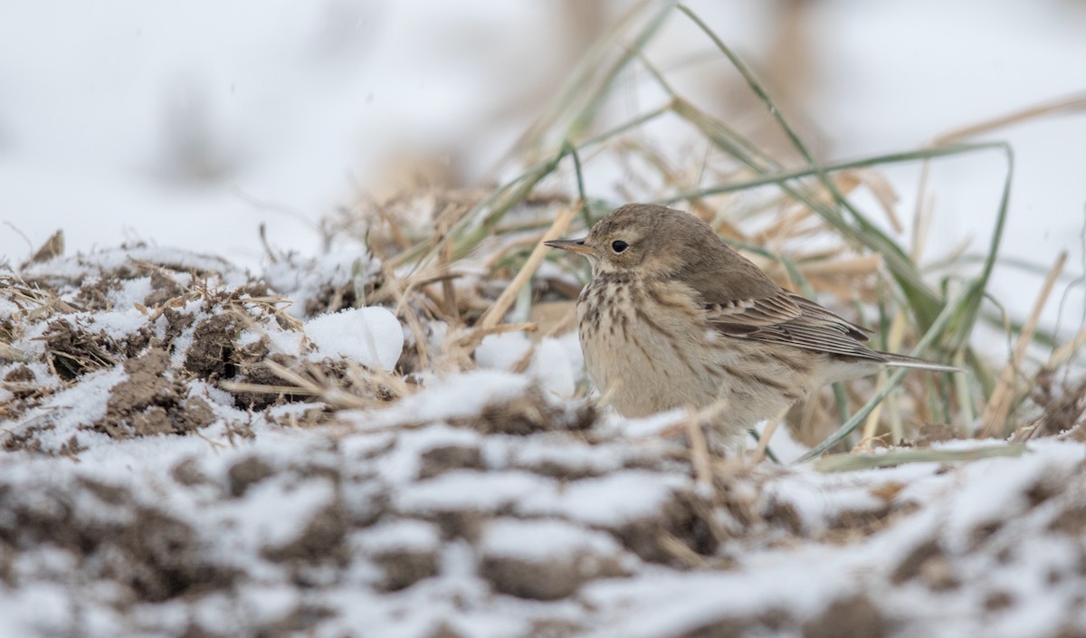American Pipit - Jeff Timmons
