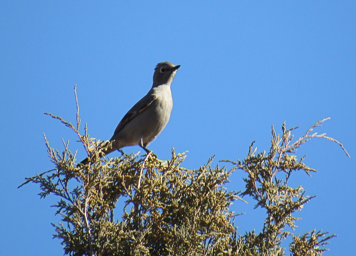 Townsend's Solitaire - Wendy McCrady