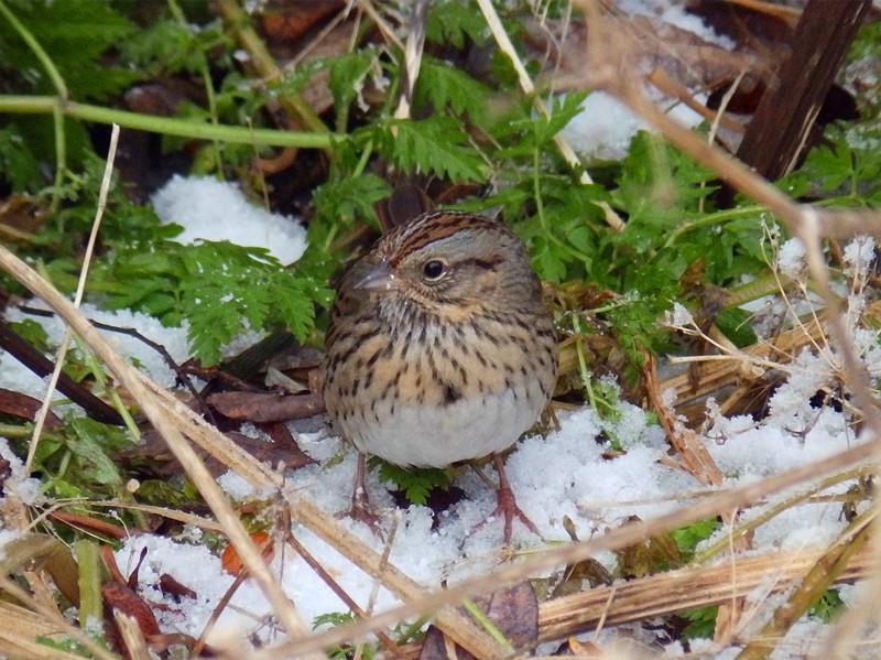 Lincoln's Sparrow - ML79685751