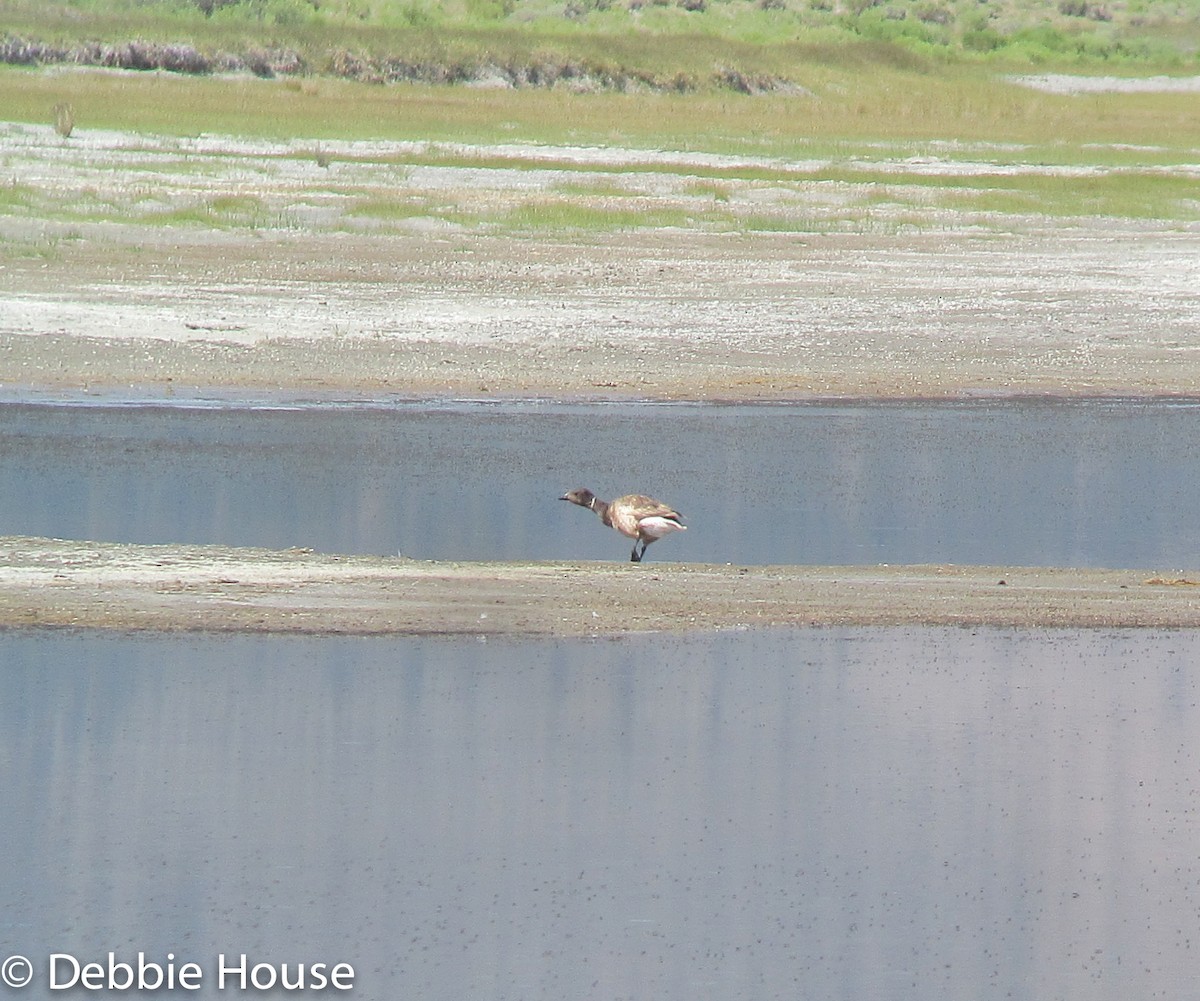 Brant - ML79686361