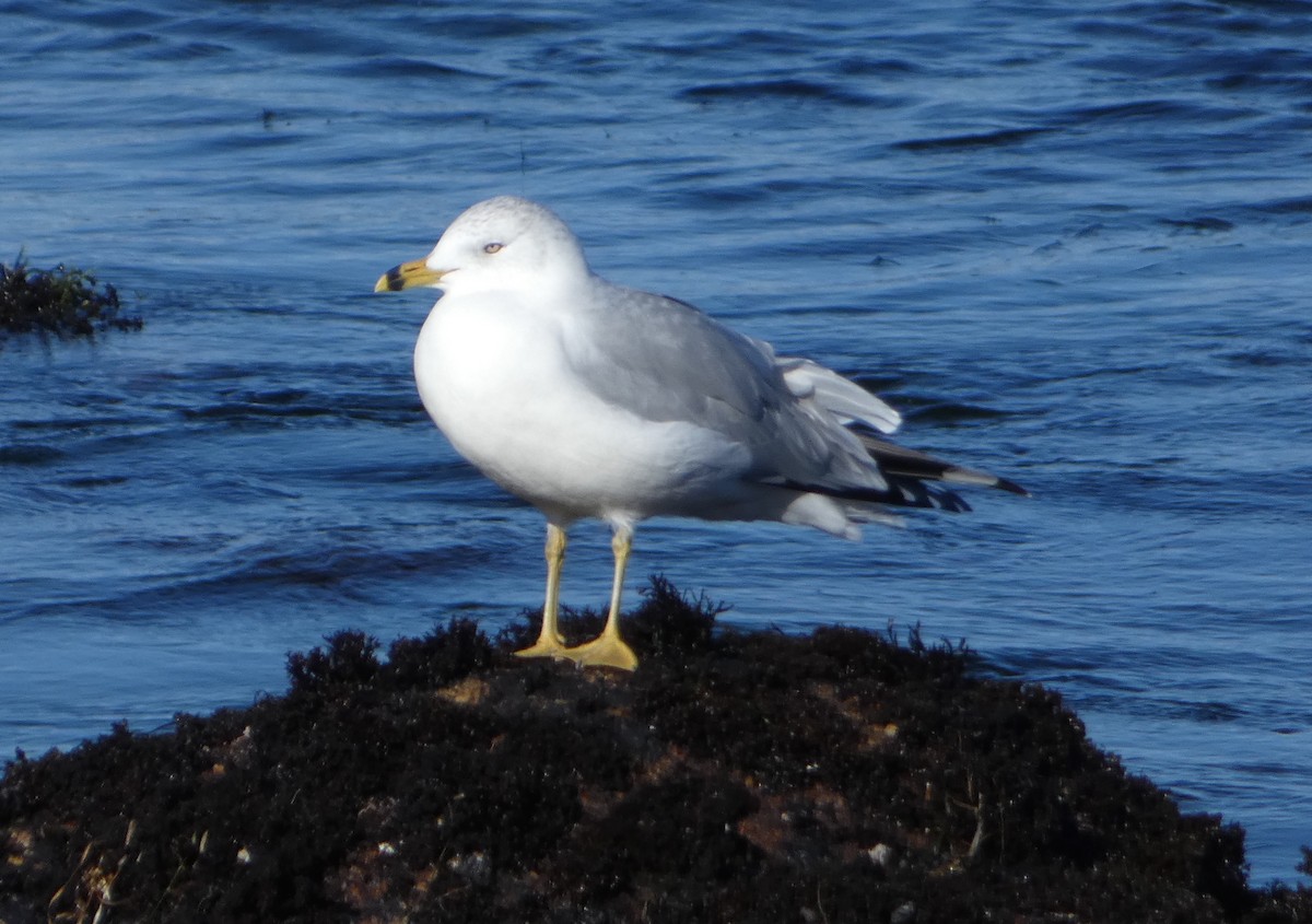 Ring-billed Gull - ML79686571