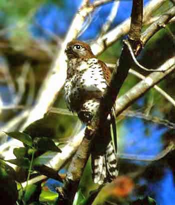 Mauritius Kestrel - ML79687091