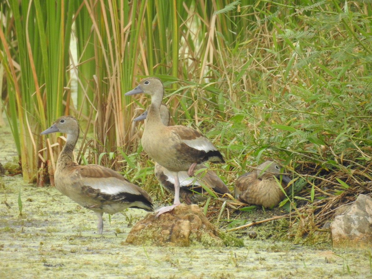 husička černobřichá - ML79688371