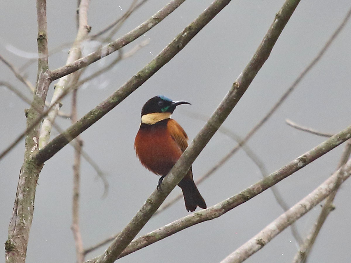 Buff-throated Sunbird - ML79691741