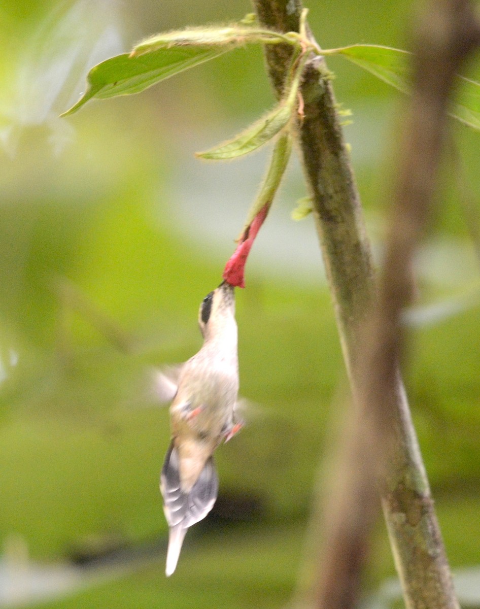 Длинноклювый колибри-отшельник - ML79691751