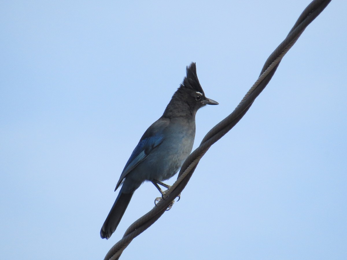 Steller's Jay - ML79692331