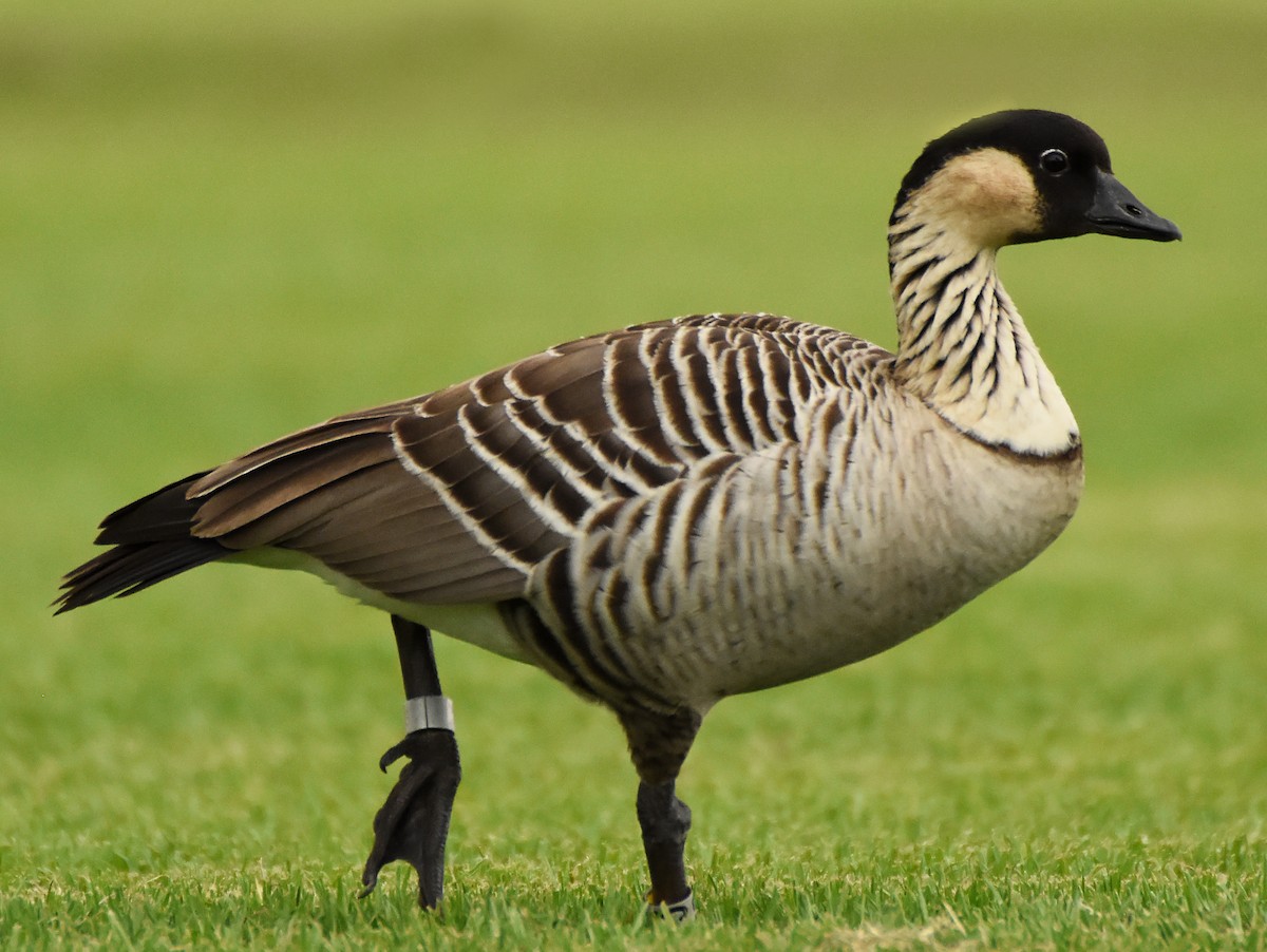 Hawaiian Goose - Steven Mlodinow