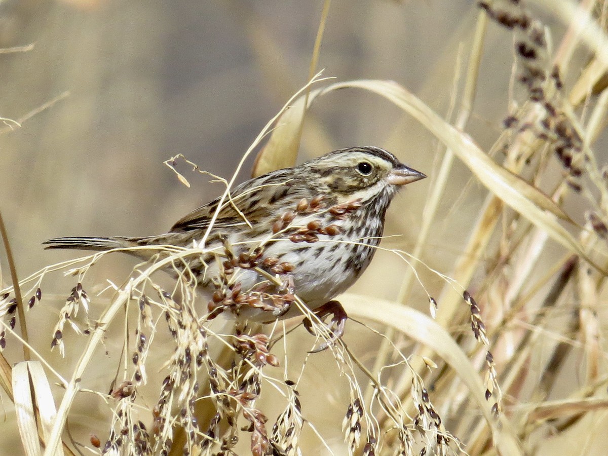 Savannah Sparrow - ML79692691