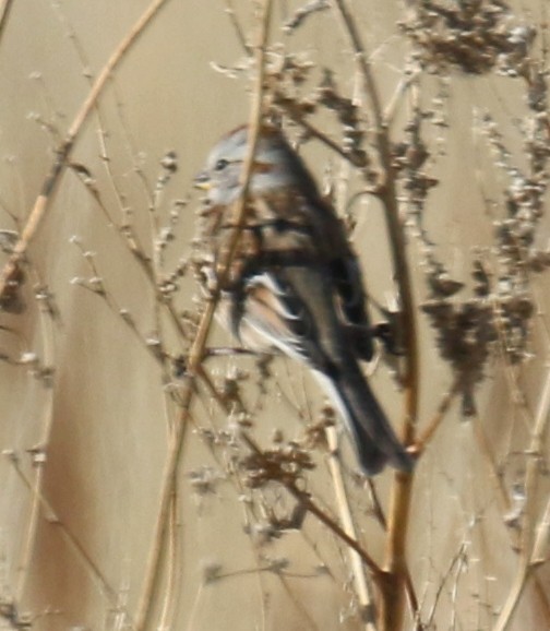 American Tree Sparrow - ML79693361