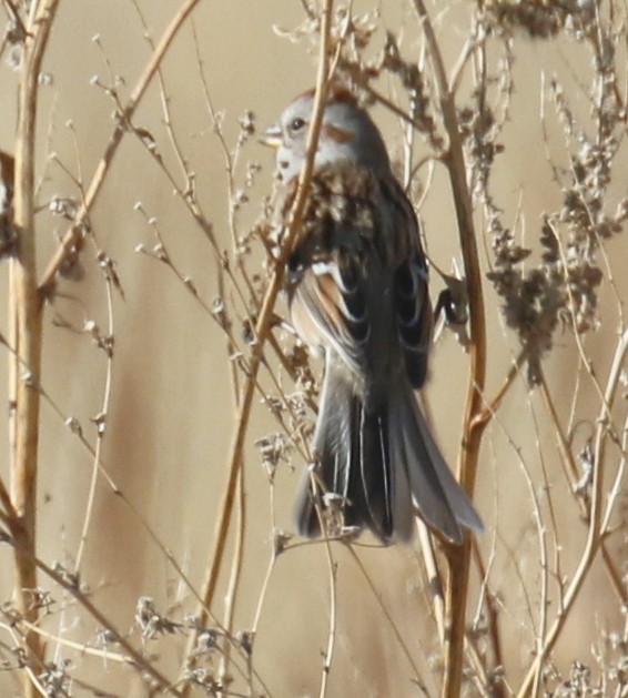American Tree Sparrow - ML79693381