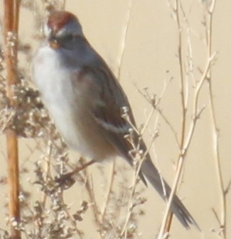 American Tree Sparrow - ML79693391