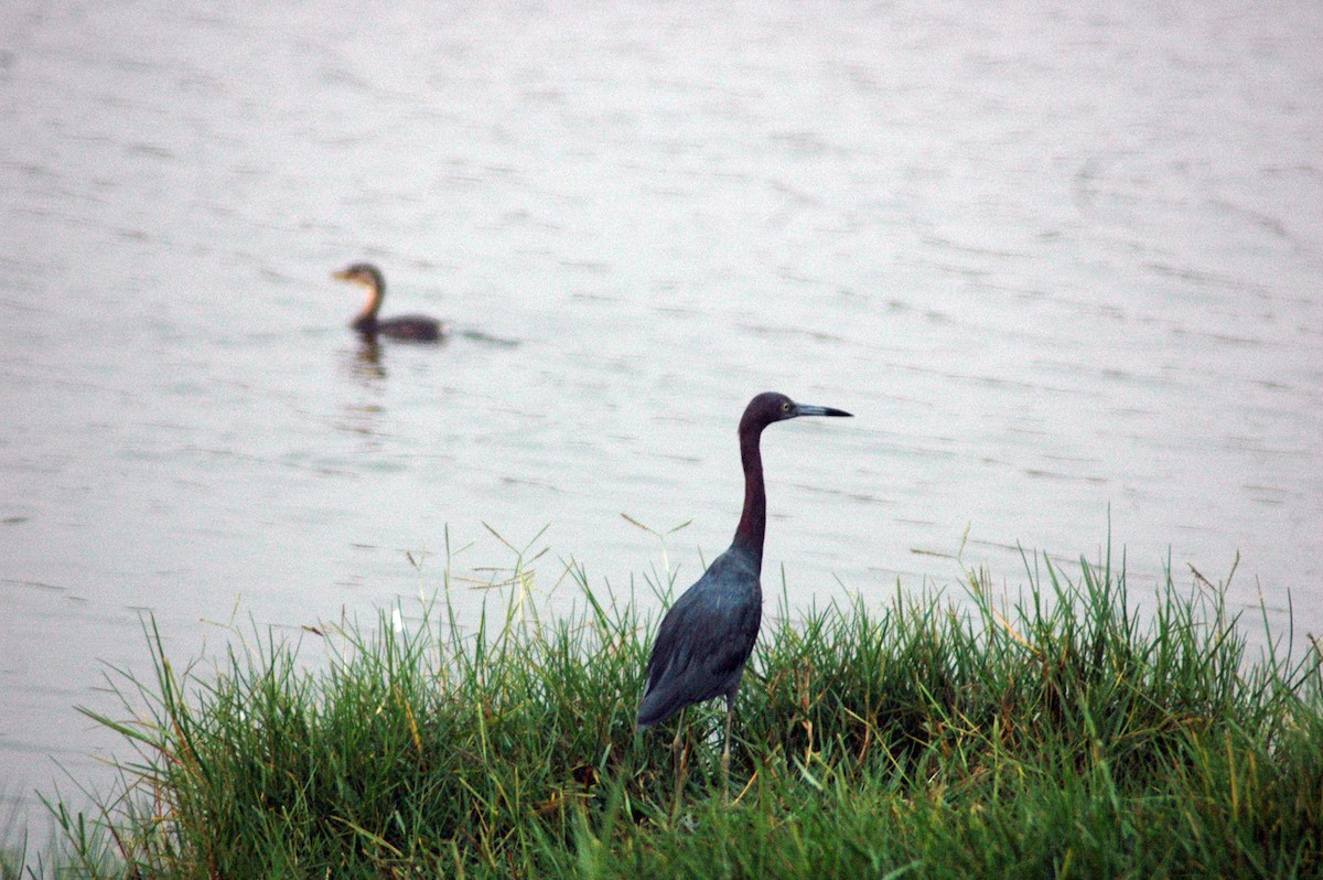 Little Blue Heron - ML79694791