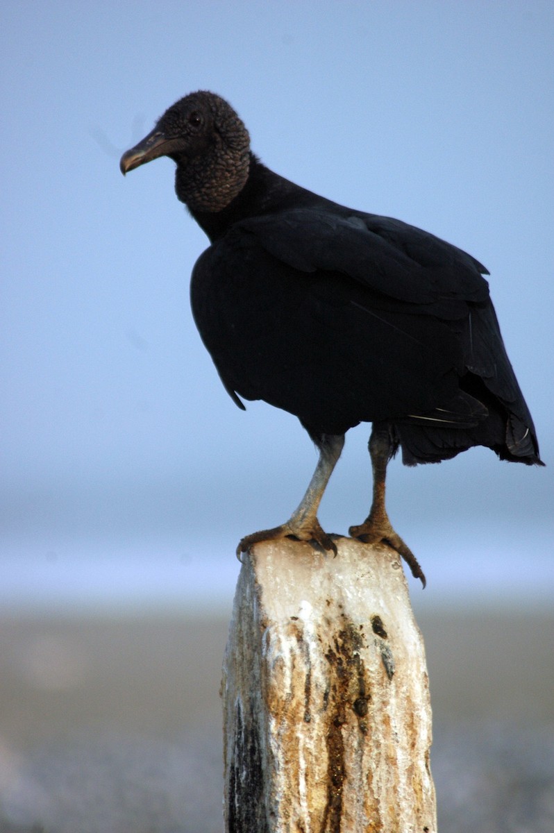 Black Vulture - ML79695061