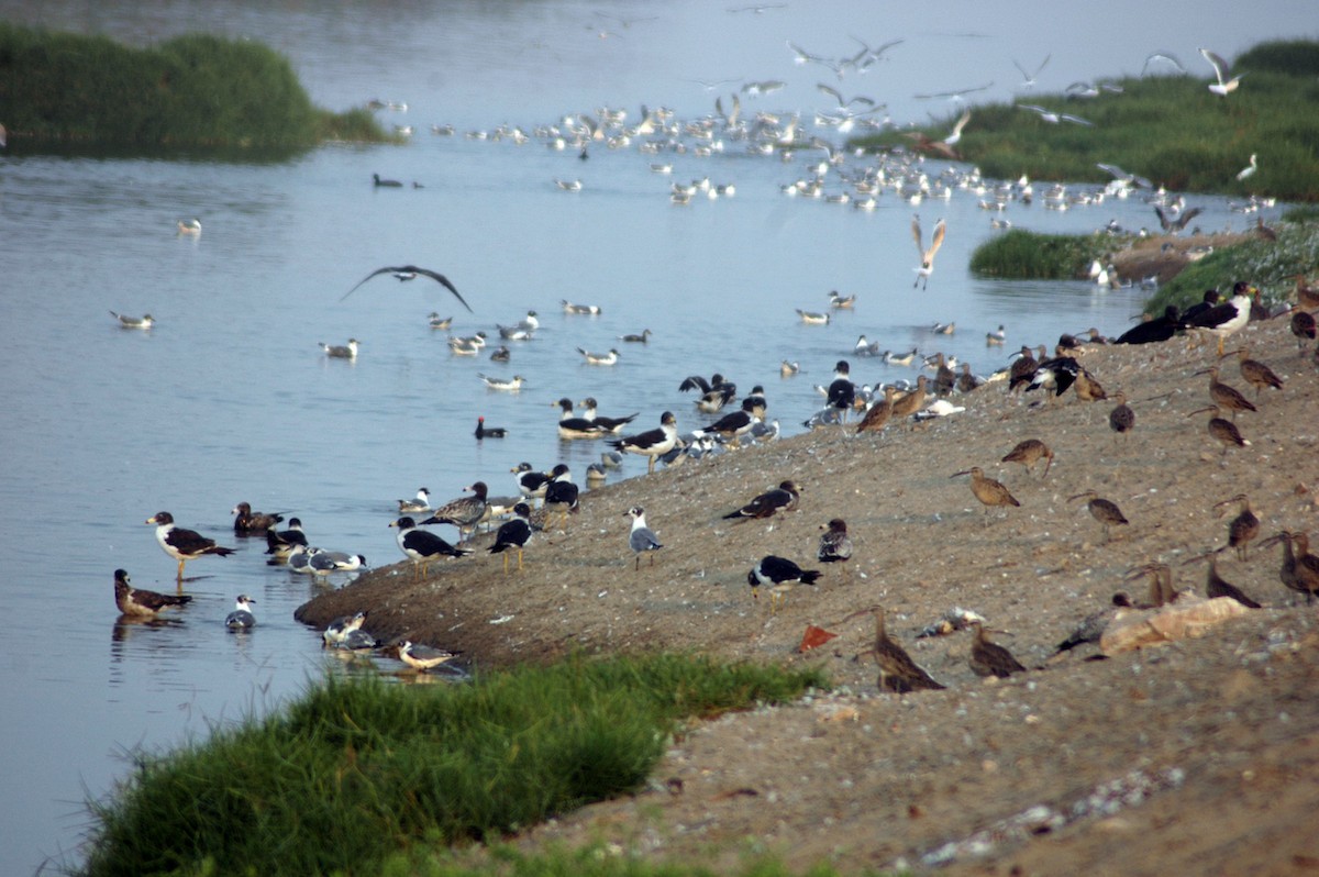 Belcher's Gull - ML79695671