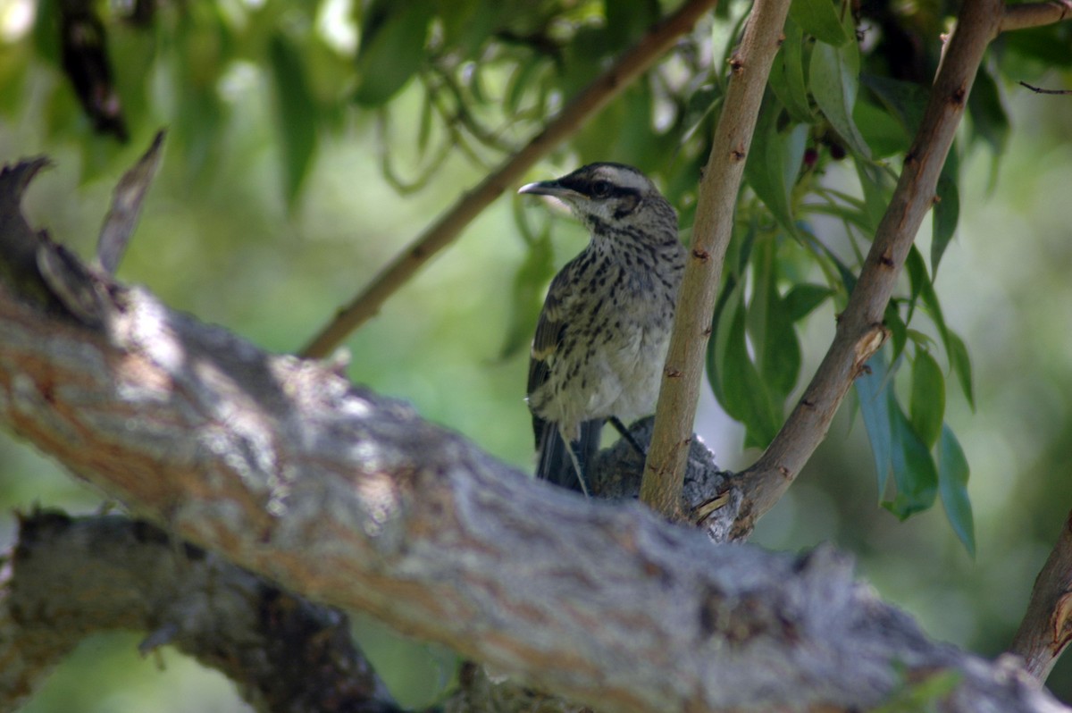 Long-tailed Mockingbird - Ricardo Brandao