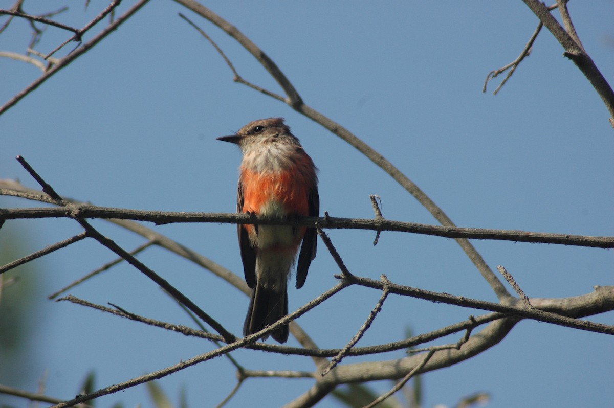 Vermilion Flycatcher - ML79696291