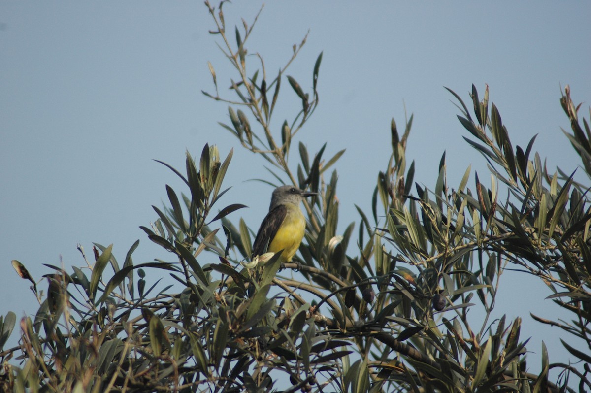 Tropical Kingbird - ML79696461