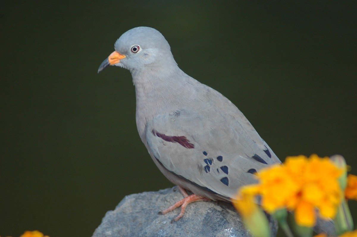 Croaking Ground Dove - ML79696931