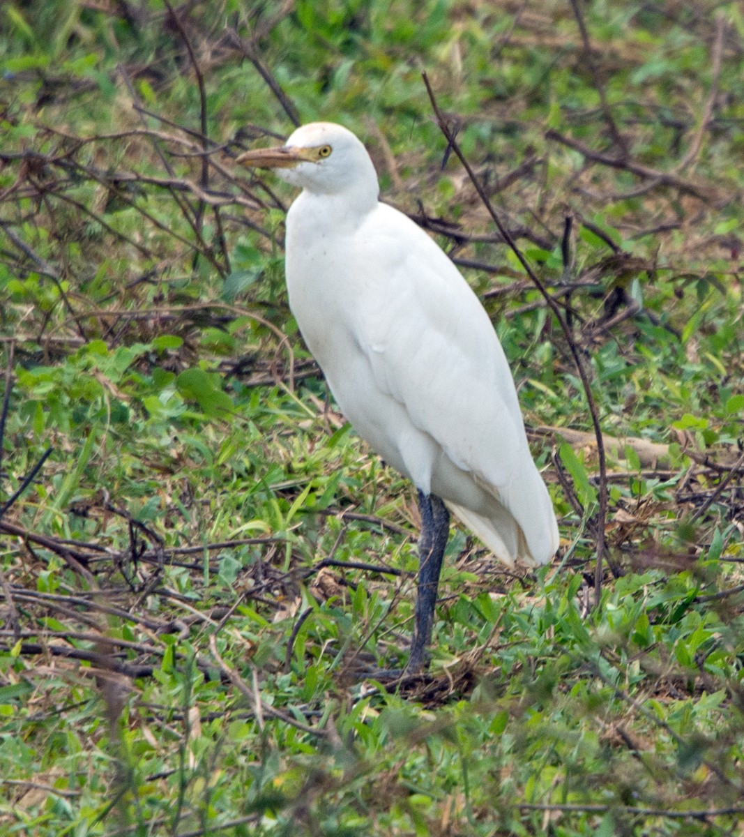 Western Cattle Egret - ML79698901