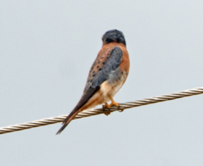 American Kestrel - Dale Pate