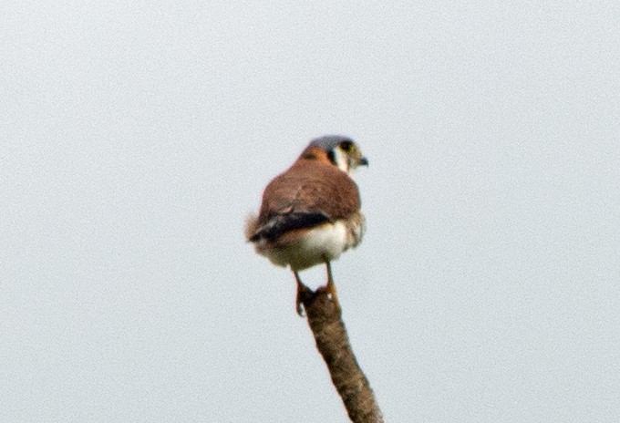 American Kestrel - Dale Pate