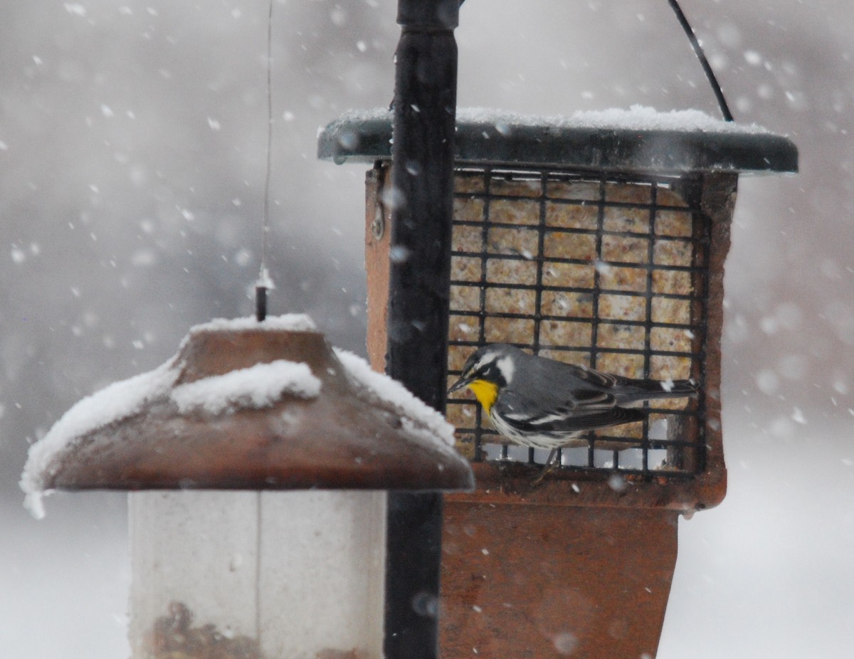 Yellow-throated Warbler - ML79700301