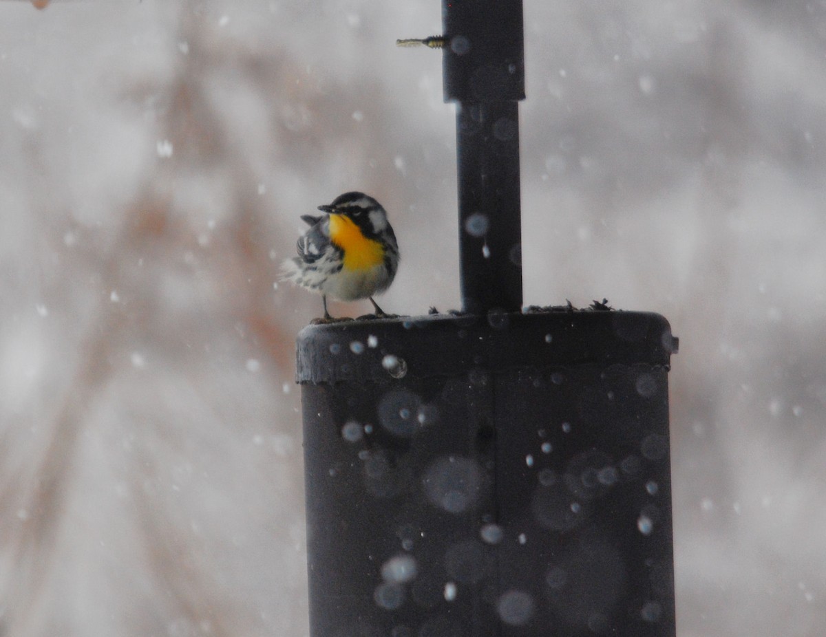 Yellow-throated Warbler - ML79700361