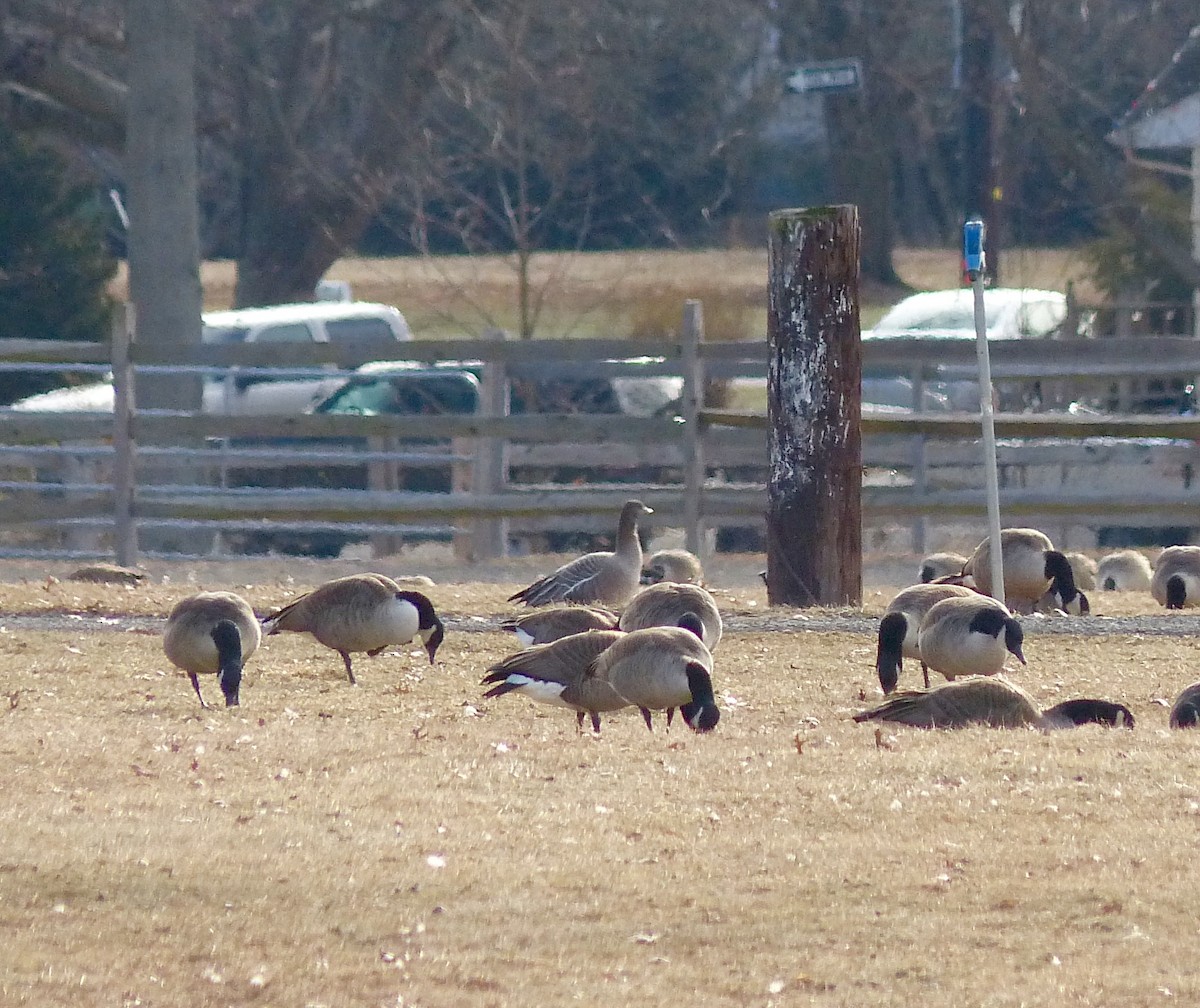 Pink-footed Goose - ML79700431