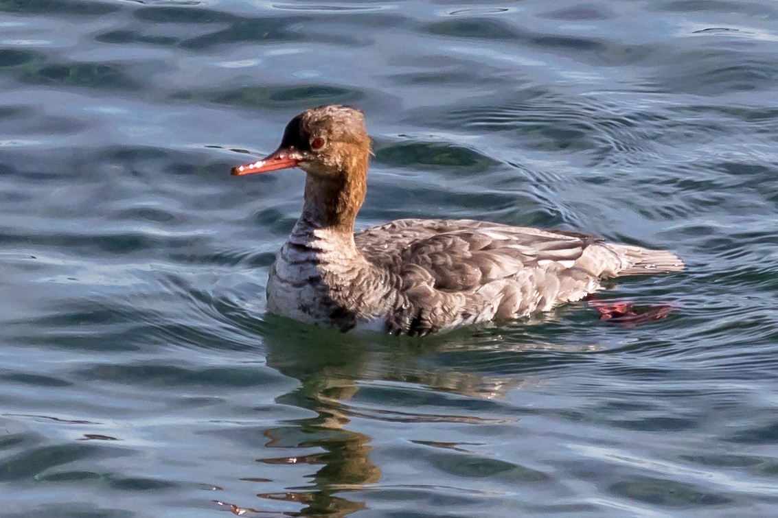 Red-breasted Merganser - ML79702541